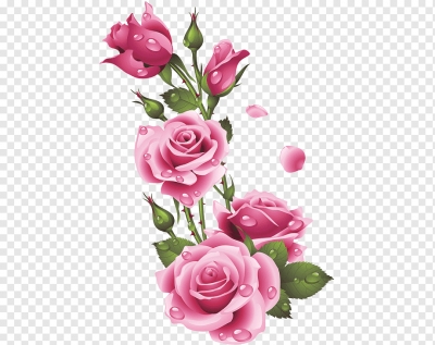 Miễn phí download Bông Hoa Hồng, Hoa Hồng và giọt nước. Định dạng file PNG. Chủ đề: hoa hồng, bông hoa hồng, 