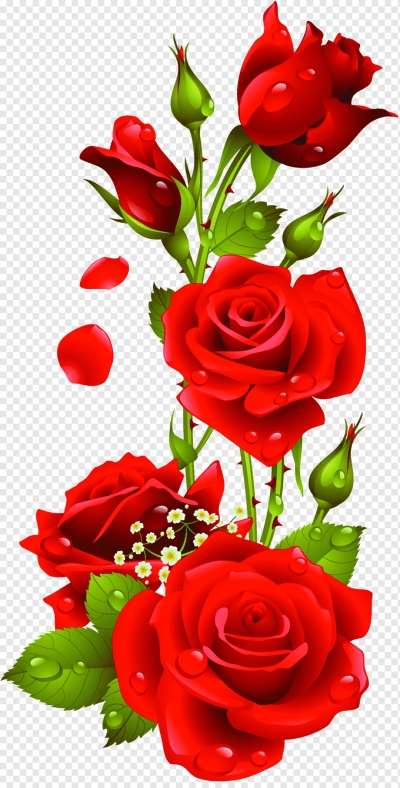 Miễn phí download Bông Hoa Hồng, Hoa Hồng đỏ thắm. Định dạng file PNG. Chủ đề: hoa hồng, bông hoa hồng, 