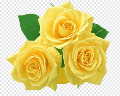 Miễn phí download Bông Hoa hồng vàng rực rỡ. Định dạng file PNG. Chủ đề: bông hoa hồng, hoa hồng, hoa lá vẽ, 