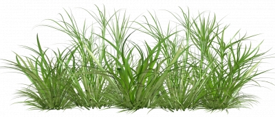 Miễn phí download Cây cỏ, bụi cây cỏ xanh - PNG. Định dạng file PNG. Chủ đề: hình ảnh cây cỏ, 