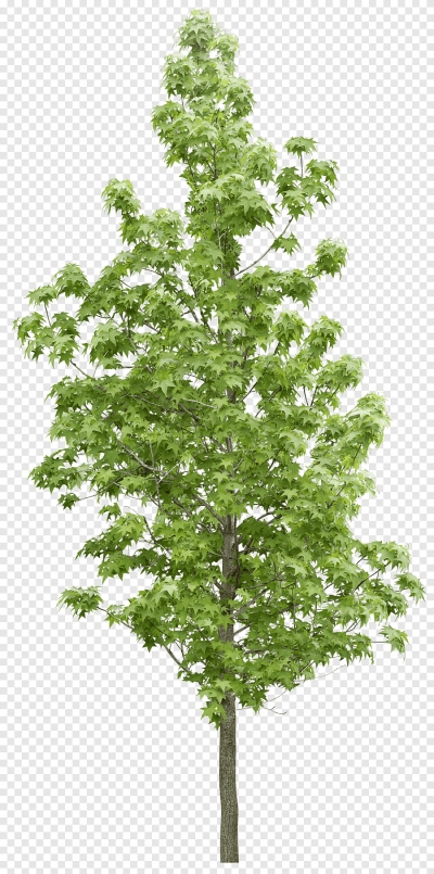 Miễn phí download Hình ảnh cây xanh cây trồng. Định dạng file PNG. Chủ đề: cây cảnh, cây xanh, cây trồng, cây lá, cây gỗ, 