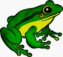 Miễn phí download Hình ảnh con ếch xanh PNG. Định dạng file PNG. Chủ đề: hình ảnh con ếch, hình ảnh động vật