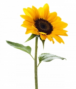 Miễn phí download Hình ảnh hoa hướng dương vàng PNG. Định dạng file PNG. Chủ đề: hình ảnh hoa hướng dương, hình ảnh bông hoa hướng dương, 