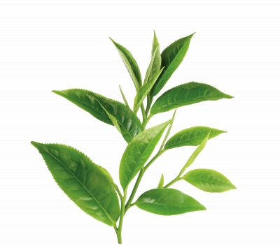 Miễn phí download Hình ảnh ngọn lá cây trà xanh. Định dạng file PNG. Chủ đề: hình ảnh cây nông nghiệp, hình ảnh cây chè, hình ảnh trà xanh, 