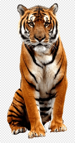 Miễn phí download Hình con hổ file PNG. Định dạng file PNG. Chủ đề: hình ảnh con hổ, hình ảnh động vật hoang giã, hình ảnh động vật, 