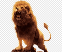 Miễn phí download Hình con sư tử đang gầm file PNG. Định dạng file PNG. Chủ đề: hình ảnh động vật hoang giã, hình ảnh động vật, hình ảnh con sư tử, 