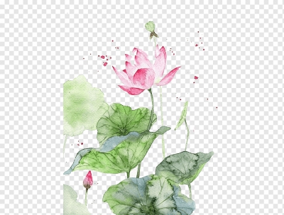 Miễn phí download Hoa sen vẽ tay nghệ thuật - PNG. Định dạng file PNG. Chủ đề: hoa sen, bông hoa sen, 