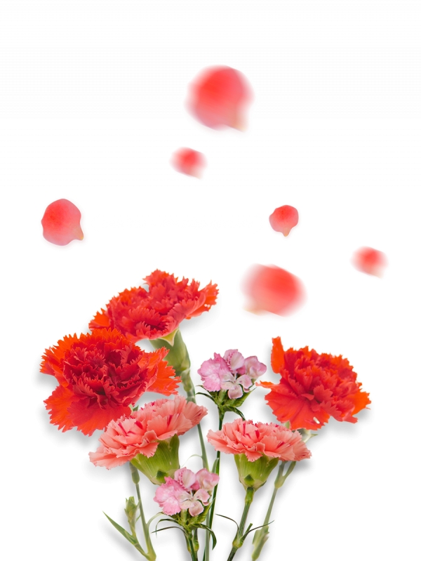 Giới thiệu ý nghĩa hoa cẩm chướng