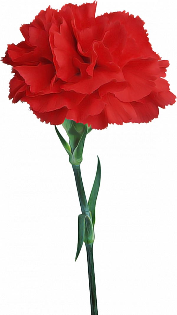Hình nền  Hoa cẩm chướng hoa dối trá Làm mờ chú thích 1600x1150   goodfon  1083032  Hình nền đẹp hd  WallHere