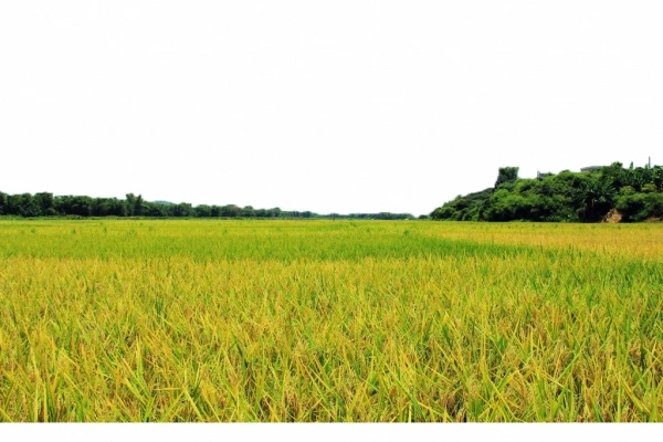 Hình ảnh cánh đồng lúa chín vàng - PNG