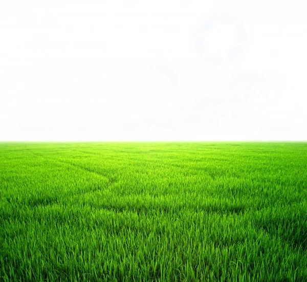 Mê hồn với vẻ đẹp của những cánh đồng lúa miền Tây 2021  wwwhmnfoodcocom