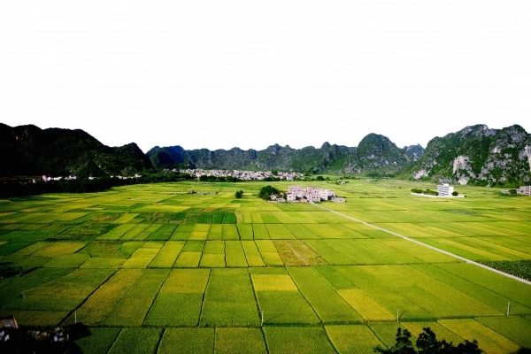 Hình ảnh phong cảnh cánh đồng lúa - PNG