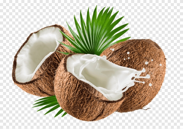 Trái dừa