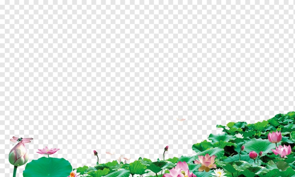 Hoa sen trang trí chân backdrop phông nền - PNG