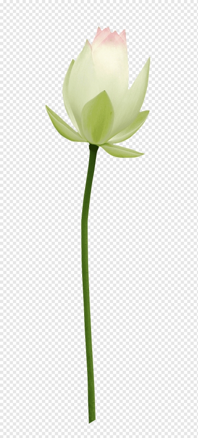 Miễn phí download Bông hoa sen trắng tinh khiết - PNG. Định dạng file PNG. Chủ đề: hoa sen, bông hoa sen, 