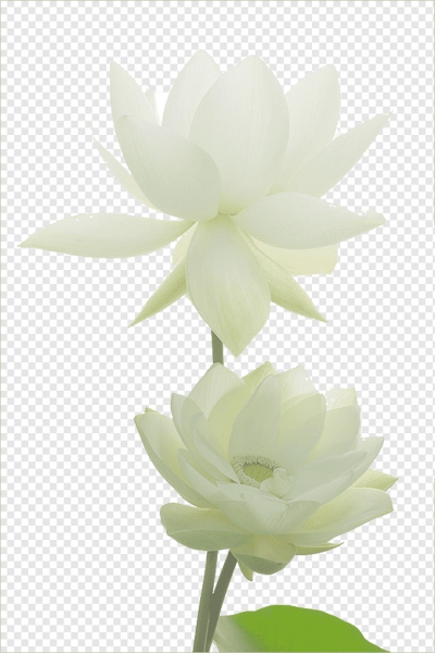Miễn phí download Bông hoa sen trắng tinh khôi - PNG. Định dạng file PNG. Chủ đề: hoa sen, bông hoa sen, 