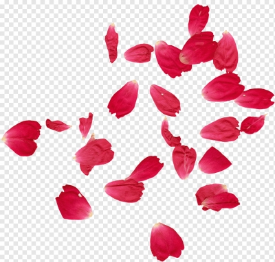 Miễn phí download Cánh bông hoa hồng đỏ rơi. Định dạng file PNG. Chủ đề: hoa hồng, hoa hồng trang trí, bông hoa hồng, 