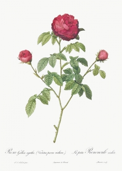 Miễn phí download Cành bông hoa hồng cổ điển file TIF. Định dạng file TIF Photoshop. Chủ đề: hoa hồng, hoa hồng cổ điển, bông hoa hồng, 
