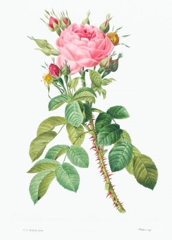 Miễn phí download Cành hoa hồng gai cổ điển file TIF. Định dạng file TIF Photoshop. Chủ đề: hoa hồng, hoa hồng cổ điển, bông hoa hồng, 