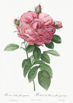 Miễn phí download Cành hoa hồng kép cổ điển file TIF. Định dạng file TIF Photoshop. Chủ đề: hoa hồng, hoa hồng cổ điển, bông hoa hồng, 