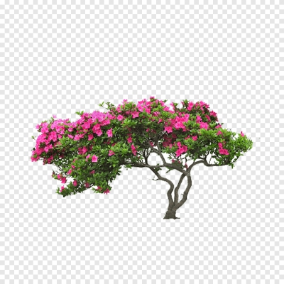 Miễn phí download Cây Hoa cảnh, cây cảnh có hoa - PNG. Định dạng file PNG. Chủ đề: cây hoa, cây cảnh, 