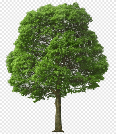 Miễn phí download Cây xanh lớn tán lá rộng. Định dạng file PNG. Chủ đề: cây xanh, cây cảnh, cây lá, cây gỗ, 