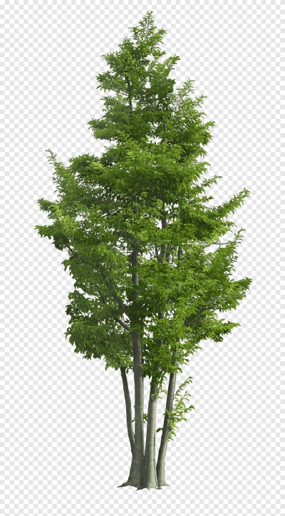 Miễn phí download Cây xanh trồng trong vườn, cây cảnh. Định dạng file PNG. Chủ đề: cây xanh, cây cảnh, cây lá, cây gỗ,