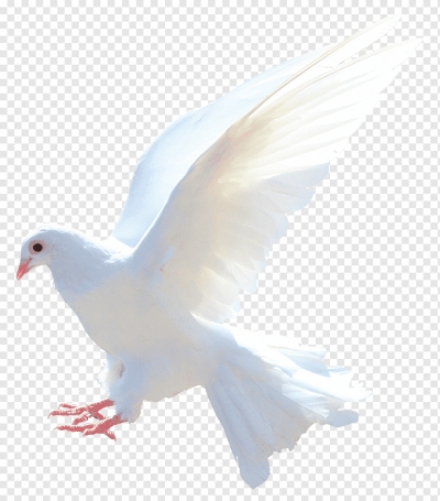 Miễn phí download Đôi chim bồ câu đang bay lượn. Định dạng file PNG. Chủ đề: chim bồ câu, động vật