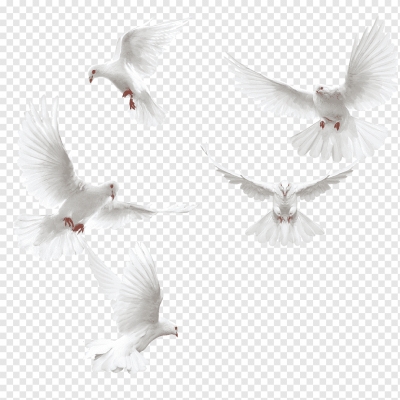 Miễn phí download Con chim bồ câu trắng vỗ cánh tung bay. Định dạng file PNG. Chủ đề: chim bồ câu, động vật