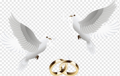 Miễn phí download Đôi chim bồ câu và nhẫn cưới. Định dạng file PNG. Chủ đề: chim bồ câu, nhẫn cưới, 