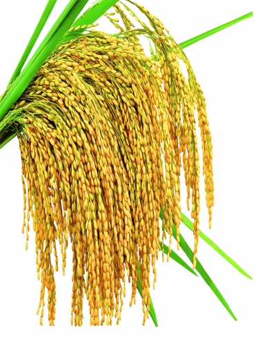 Miễn phí download Hình ảnh bông lúa chín vàng trĩu hạt- PNG. Định dạng file PNG. Chủ đề: hình ảnh cánh đồng, hình ảnh cánh đồng lúa, hình ảnh cây lúa, 