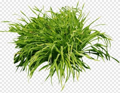 Miễn phí download Hình ảnh bụi cây cỏ xanh ngát. Định dạng file PNG. Chủ đề: đồng cỏ, cây cỏ, 