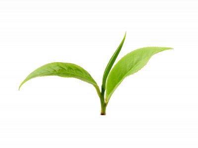 Miễn phí download Hình ảnh búp ngọn cây lá trà xanh - PNG. Định dạng file PNG. Chủ đề: hình ảnh cây nông nghiệp, hình ảnh cây chè, hình ảnh trà xanh, 