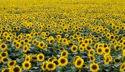Miễn phí download Hình ảnh cánh đồng hoa hướng dương file TIF. Định dạng file TIF Photoshop. Chủ đề: hoa hướng dương, cánh đồng hoa hướng dương, 