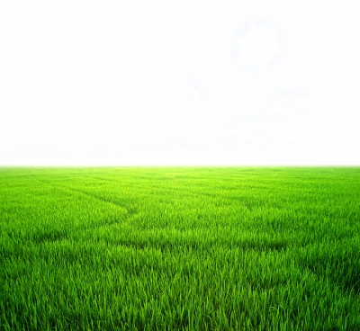 Miễn phí download Hình ảnh cánh đồng lúa xanh ngát chân trời - PNG. Định dạng file PNG. Chủ đề: hình ảnh cánh đồng, hình ảnh cánh đồng lúa, 