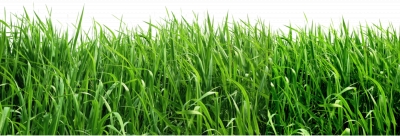 Miễn phí download Hình ảnh cây cỏ ngát xanh - PNG. Định dạng file PNG. Chủ đề: hình ảnh cánh đồng cỏ, hình ảnh đồng cỏ, hình ảnh cây cỏ, 