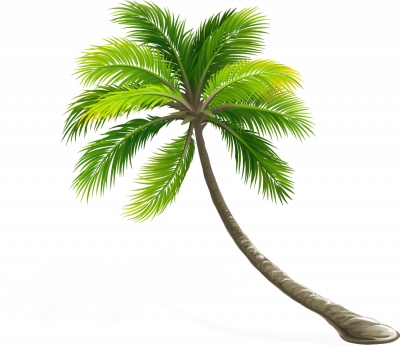 Miễn phí download Hình ảnh cây dừa đổ dáng nghiêng. Định dạng file PNG. Chủ đề: hình ảnh cây dừa, hình ảnh cây dừa png, 