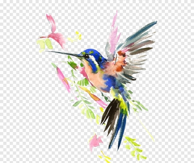 Miễn phí download Hình ảnh con chim ruồi đang bay vẽ tay. Định dạng file PNG. Chủ đề: loài chim, chim vẽ tay, chim trang trí, chim ruồi, 