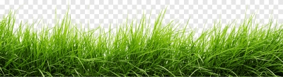 Miễn phí download Hình ảnh hàng cây cỏ xanh ngát. Định dạng file PNG. Chủ đề: đồng cỏ, cây cỏ, 
