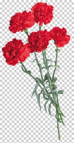 Miễn phí download Hình ảnh hoa cẩm chướng đỏ PNG. Định dạng file PNG. Chủ đề: hình ảnh hoa cẩm chướng, 