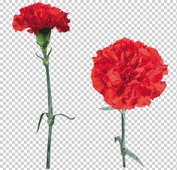 Miễn phí download Hình ảnh hoa cẩm chướng đỏ PNG. Định dạng file PNG. Chủ đề: hình ảnh hoa cẩm chướng, 