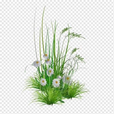 Miễn phí download Hình ảnh hoa cây cỏ dại. Định dạng file PNG. Chủ đề: cây trồng, cây lá, cây cỏ, 