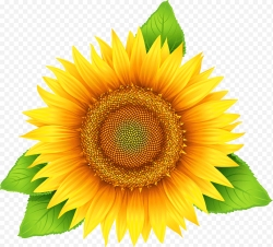 Miễn phí download Hình ảnh hoa hướng dương nở vàng PNG. Định dạng file PNG. Chủ đề: hình ảnh hoa hướng dương, hình ảnh bông hoa hướng dương, 