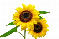 Miễn phí download Hình ảnh hoa hướng dương nở vàng PNG. Định dạng file PNG. Chủ đề: hình ảnh hoa hướng dương, hình ảnh bông hoa hướng dương, 