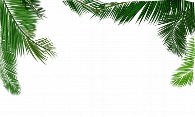 Miễn phí download Hình ảnh lá cây dừa rủ lá. Định dạng file PNG. Chủ đề: hình ảnh lá cây, hình ảnh lá cây dừa, hình ảnh lá dừa, hình ảnh lá dừa png, 