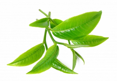 Miễn phí download Hình ảnh mầm cây lá trà xanh. Định dạng file PNG. Chủ đề: hình ảnh cây nông nghiệp, hình ảnh cây chè, hình ảnh cây trà xanh, 