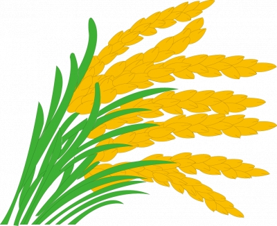 Miễn phí download Hình ảnh minh họa cây lúa chín vàng - PNG. Định dạng file PNG. Chủ đề: hình ảnh cánh đồng, hình ảnh cánh đồng lúa, hình ảnh cây lúa, 