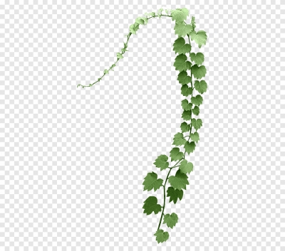 Hình ảnh nhánh cành cây dây leo - PNG