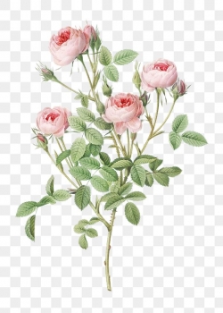 Miễn phí download Hình ảnh PNG Hoa hồng phai cổ điển. Định dạng file PNG. Chủ đề: hình ảnh hoa hồng, hình ảnh hoa hồng cổ điển, hình ảnh bông hoa hồng, 