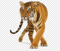 Miễn phí download Hình con hổ nằm file PNG. Định dạng file PNG. Chủ đề: hình ảnh con hổ, hình ảnh động vật hoang giã, hình ảnh động vật, 